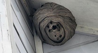 Wasp-nest image Wasp nest removal