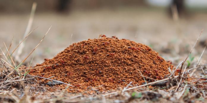 fire-ant-mound image Fire ant control service