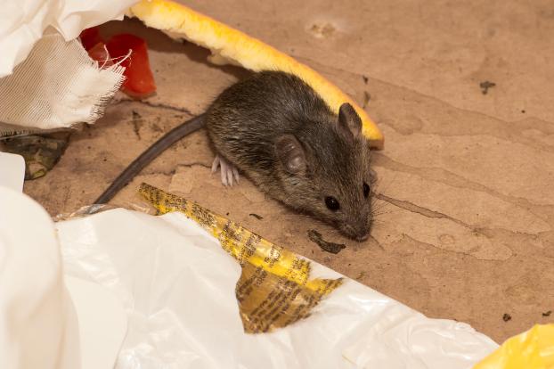 mice-in-home image Rodent control