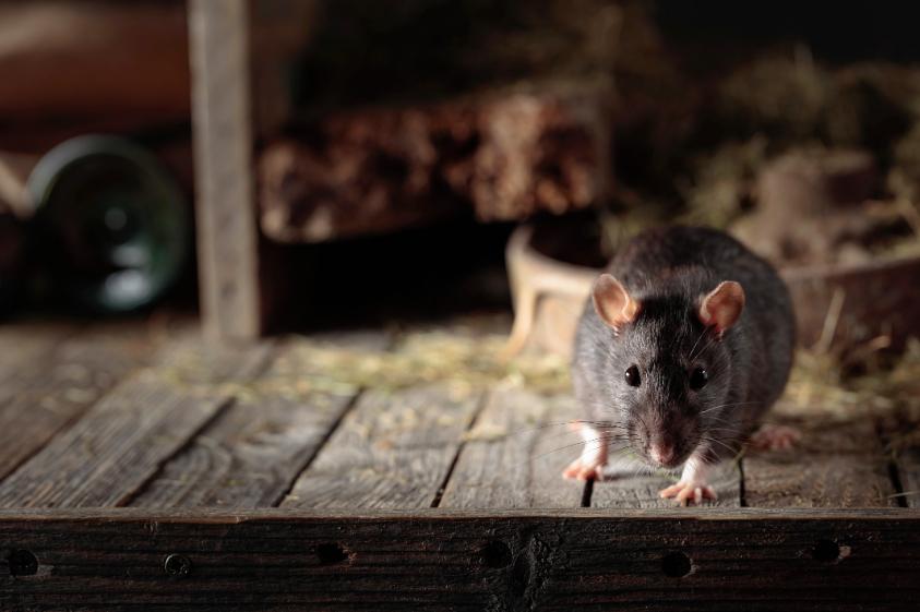 Rodent control technician