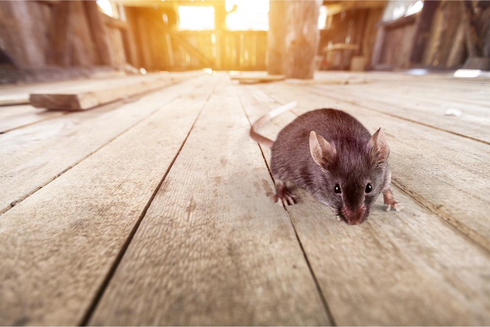 Rodent control service by Holloman Exterminators
