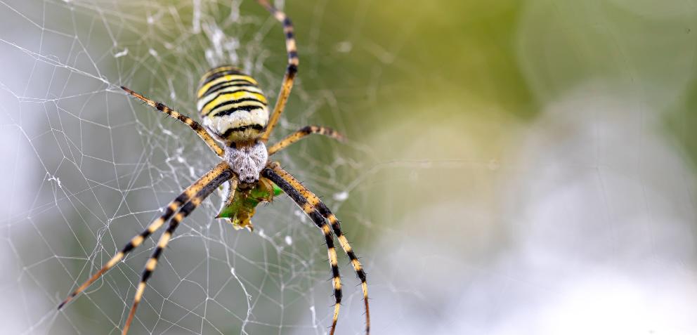 spider image Holloman Exterminators team