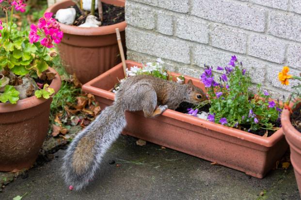 squirrel image Interior pest inspection