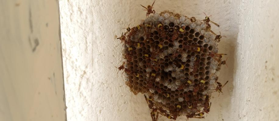 wasp-nest-removal image Holloman Exterminators team and trucks