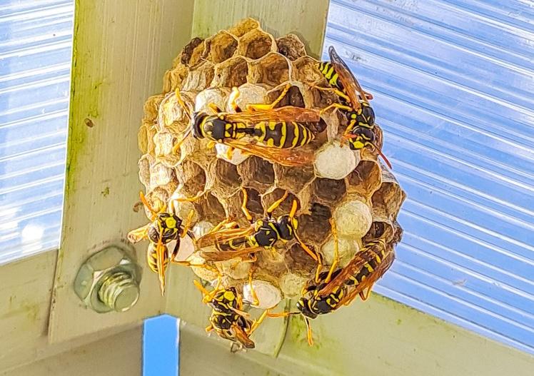 wasp-nest image Holloman technician