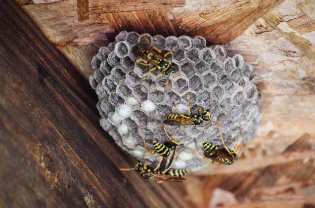 wasp-removal image Wasp nest removal by Holloman Exterminators