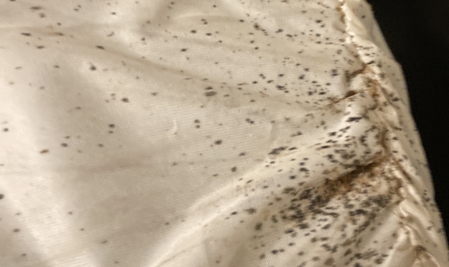 Bed Bug Remediation