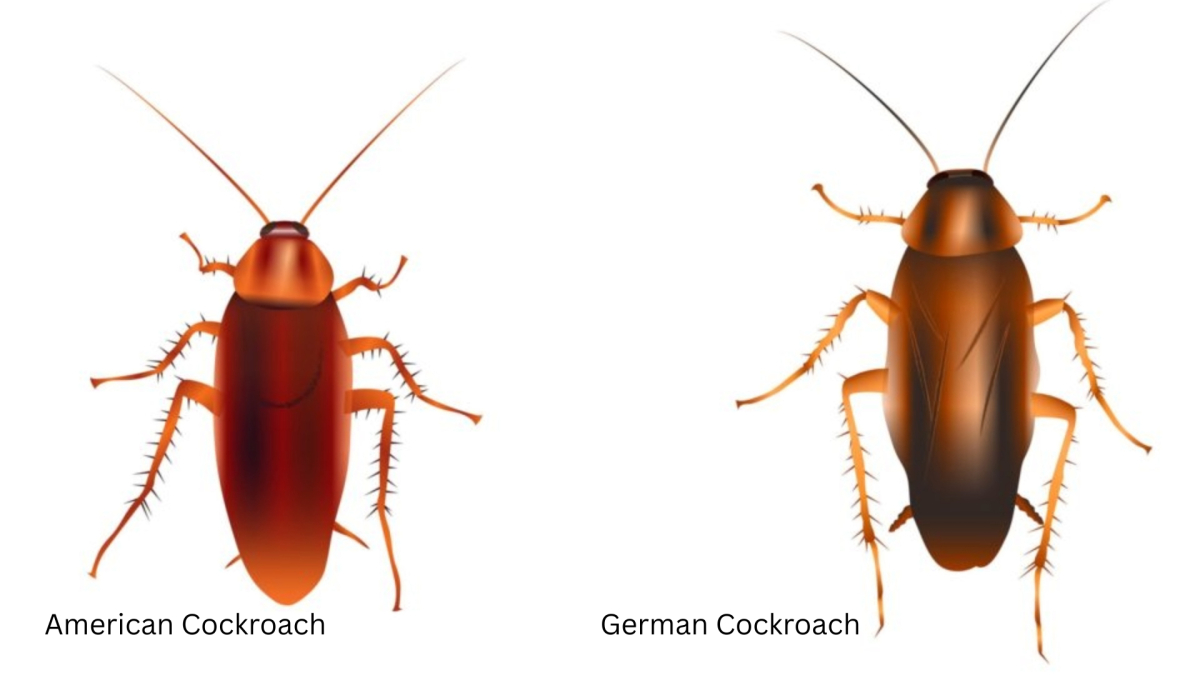 German vs. American Cockroach: What
