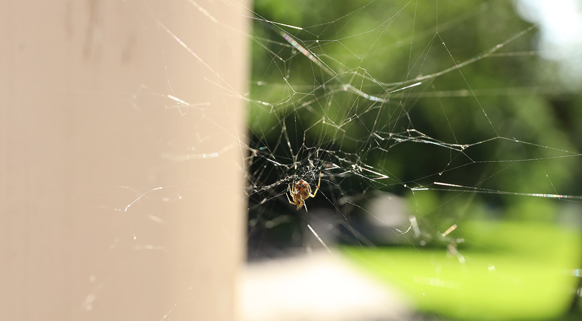 How to Keep Spiders Out of Your House
