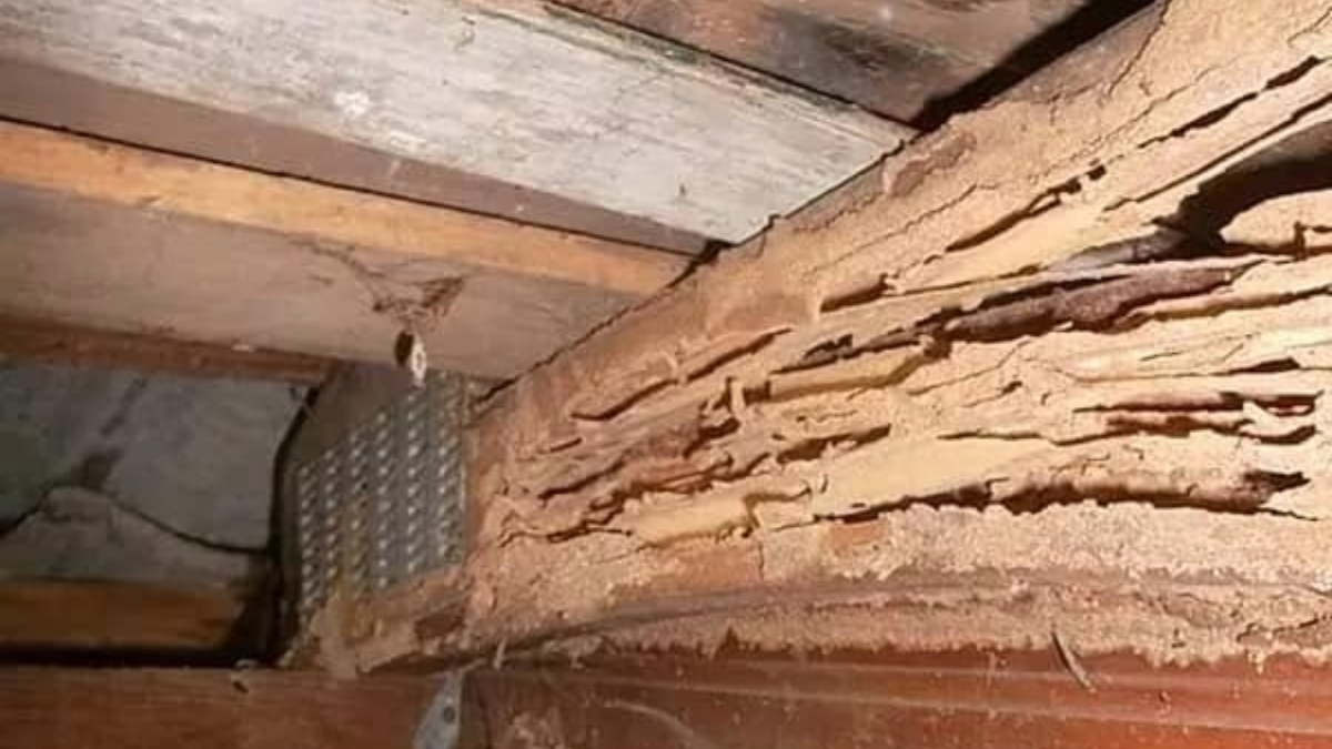 How to Tell If You Have Termites Before It's Too Late