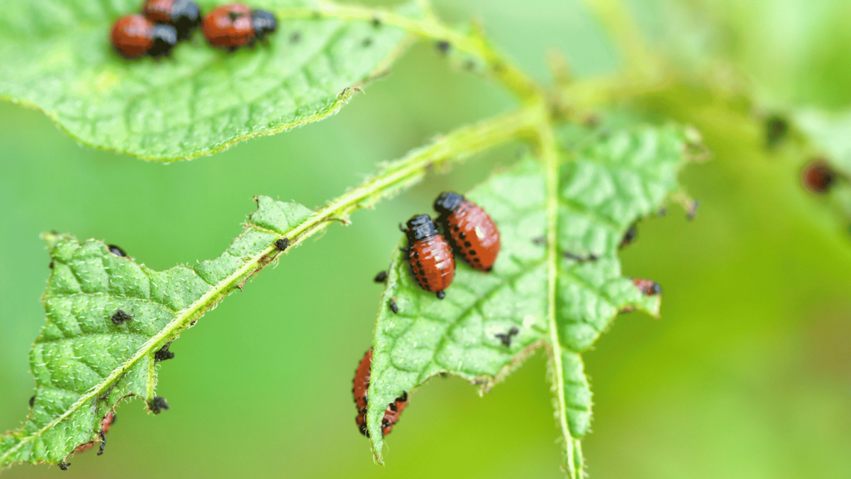 Pest Control in Anderson Creek, NC