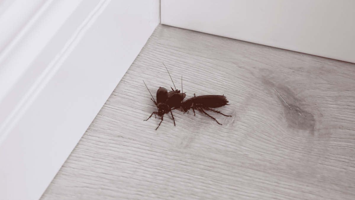 Pest Control in Benson, NC 