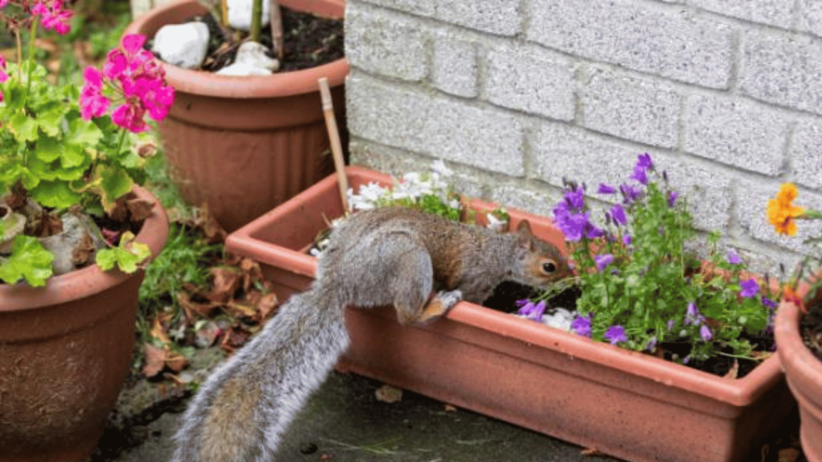 Pest Control in Clinton, NC 