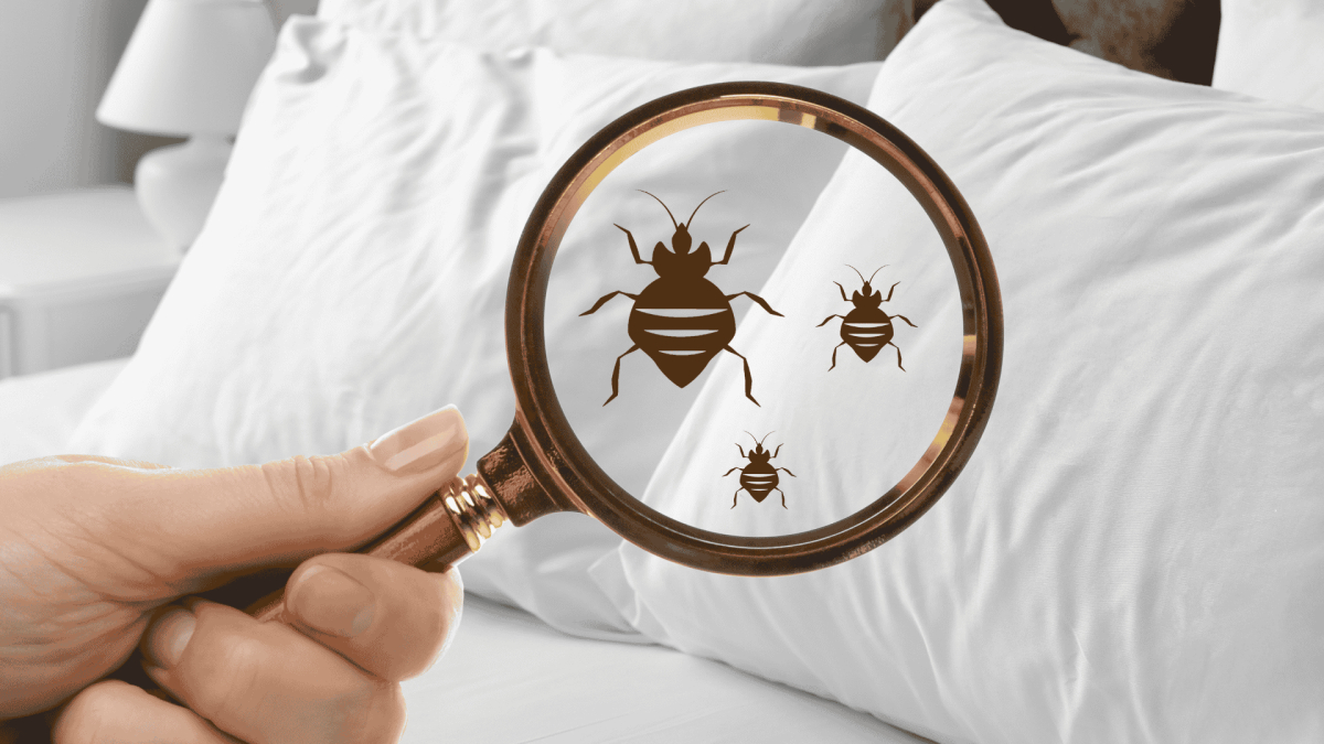 Pest Control in Dunn, NC 