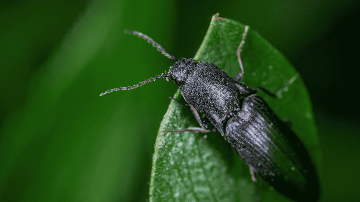 Pest Control in Erwin, NC 