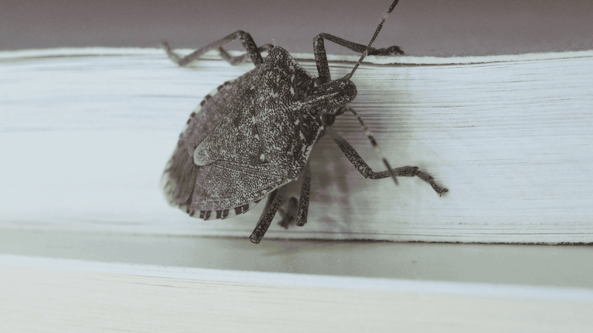 Pest Control in Fayetteville, NC 