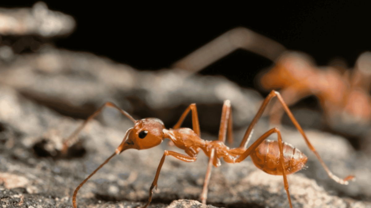 Pest Control in Fort Bragg, NC 
