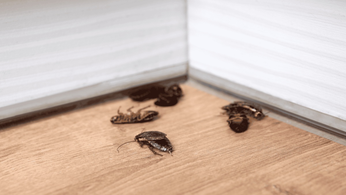 Pest Control in Four Oaks, NC 