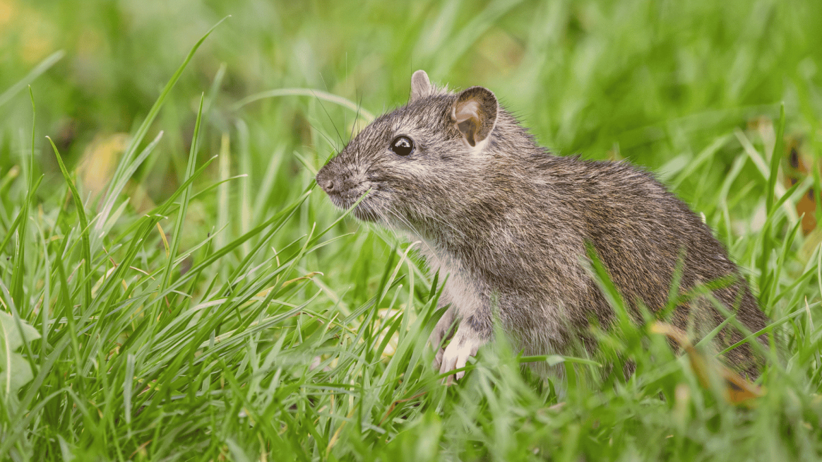 Pest Control in Spring Lake, NC 