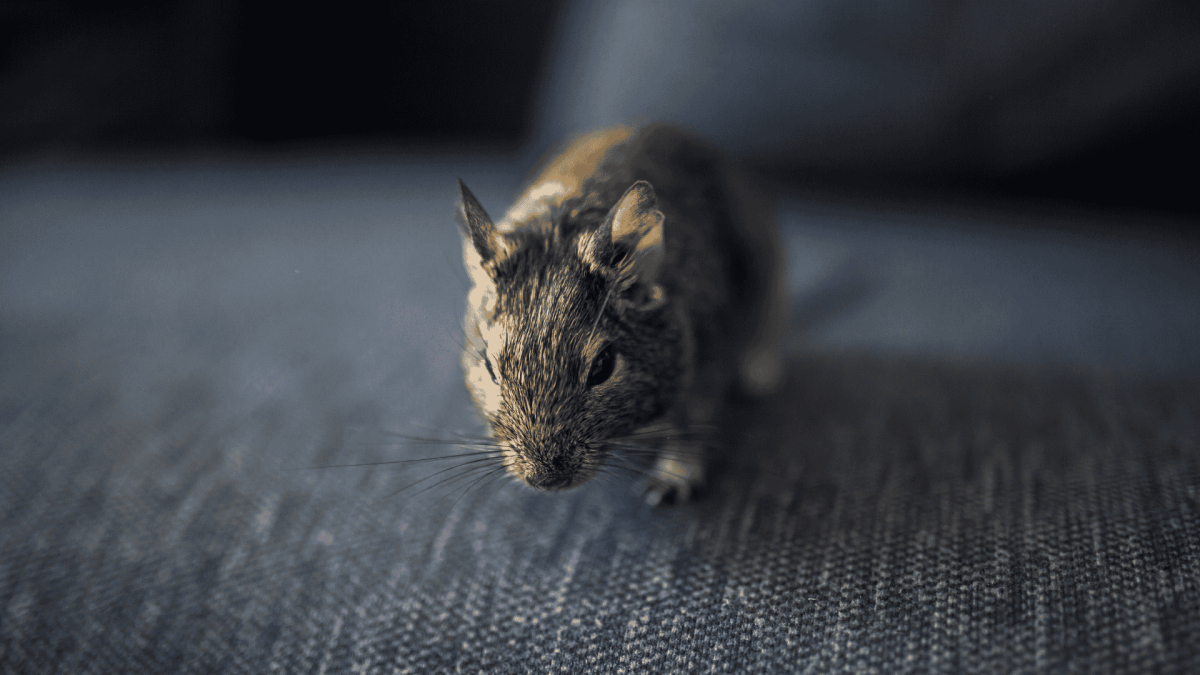 Rodent Control in Angier, NC