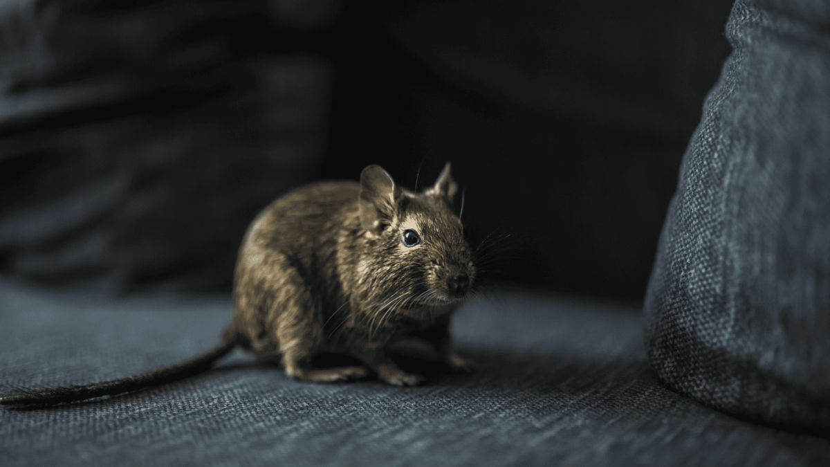 Rodent Control in Lillington, NC