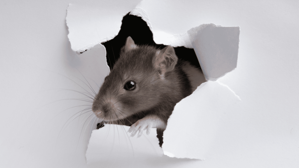 Rodent Control in Spout Springs, NC