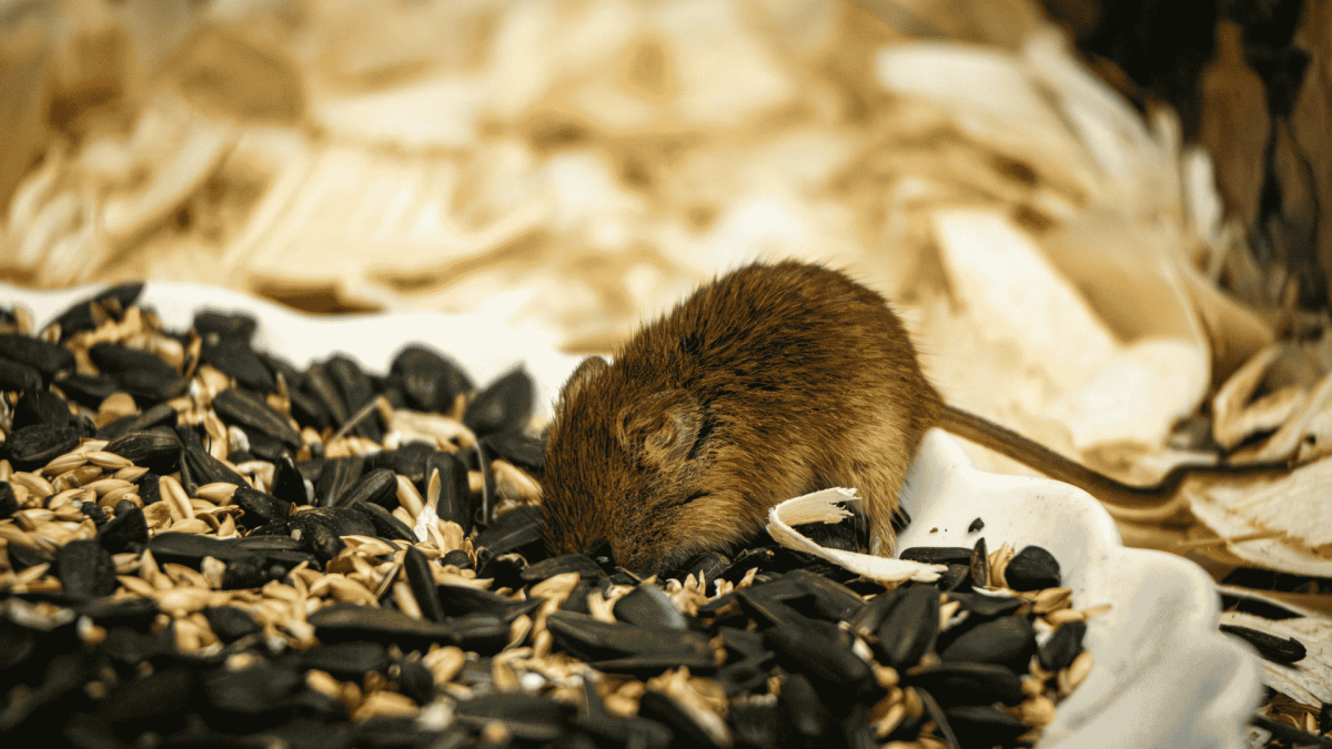 Rodent Control in Spring Lake, NC