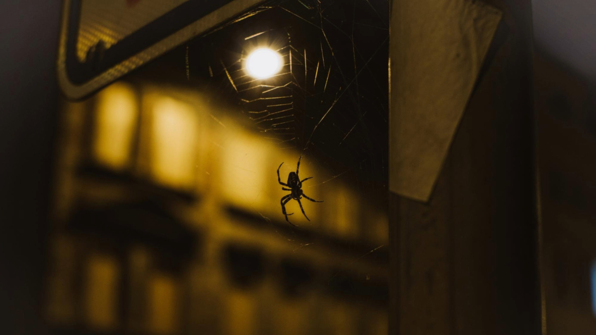 Spider Infestation Signs: How Bad Is Your Problem?
