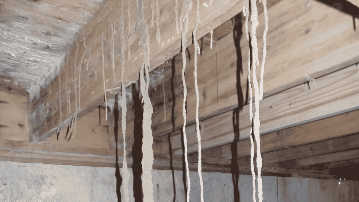 Termite Control in Anderson Creek, NC