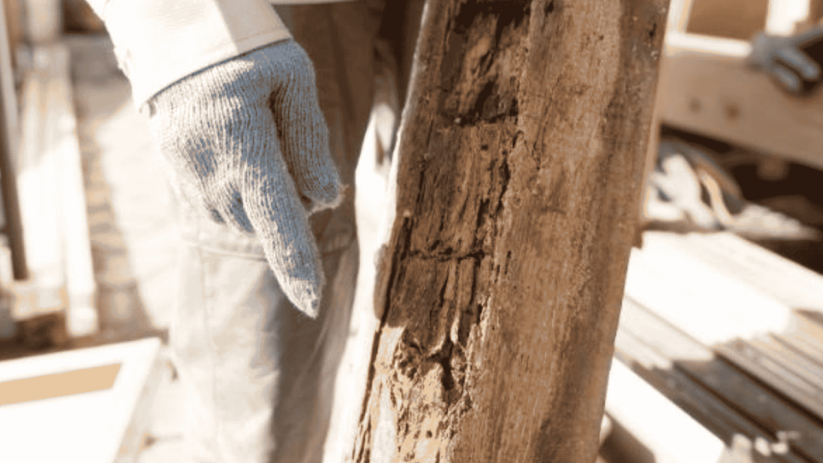 Termite Control in Angier, NC 