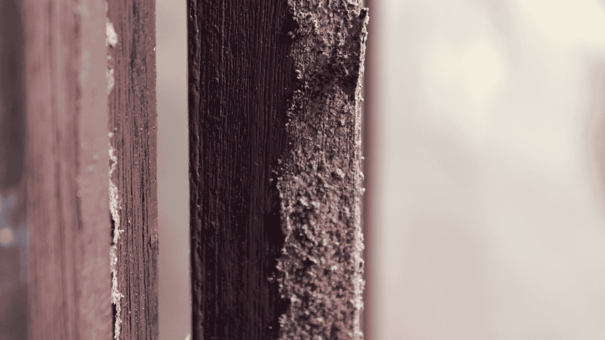 Termite Control in Dunn, NC 