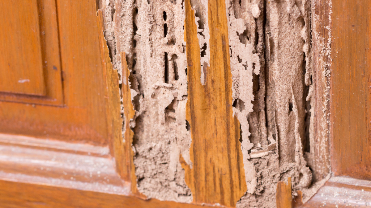 Termite Control in Spout Springs, NC