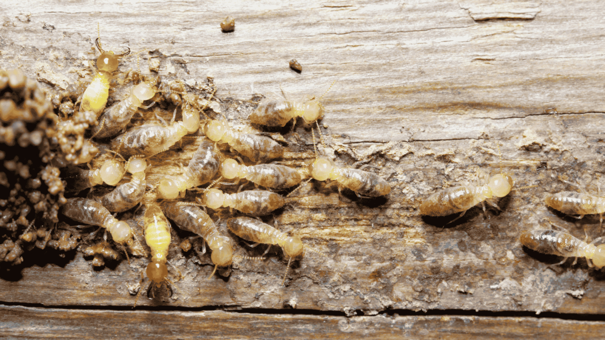 Termite Control in Spring Lake, NC 