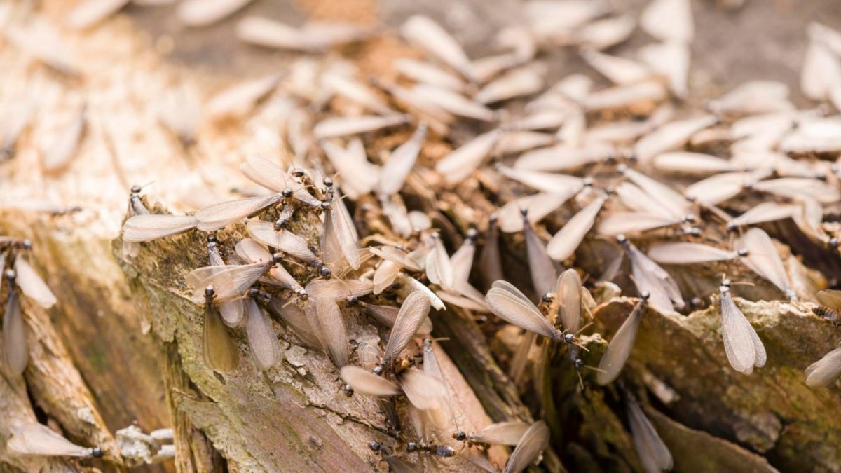 Termite Swarms in NC: What to Do About Flying Termites