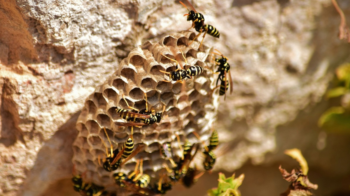 Wasp Nest Removal: When to DIY and When to Call a Pro