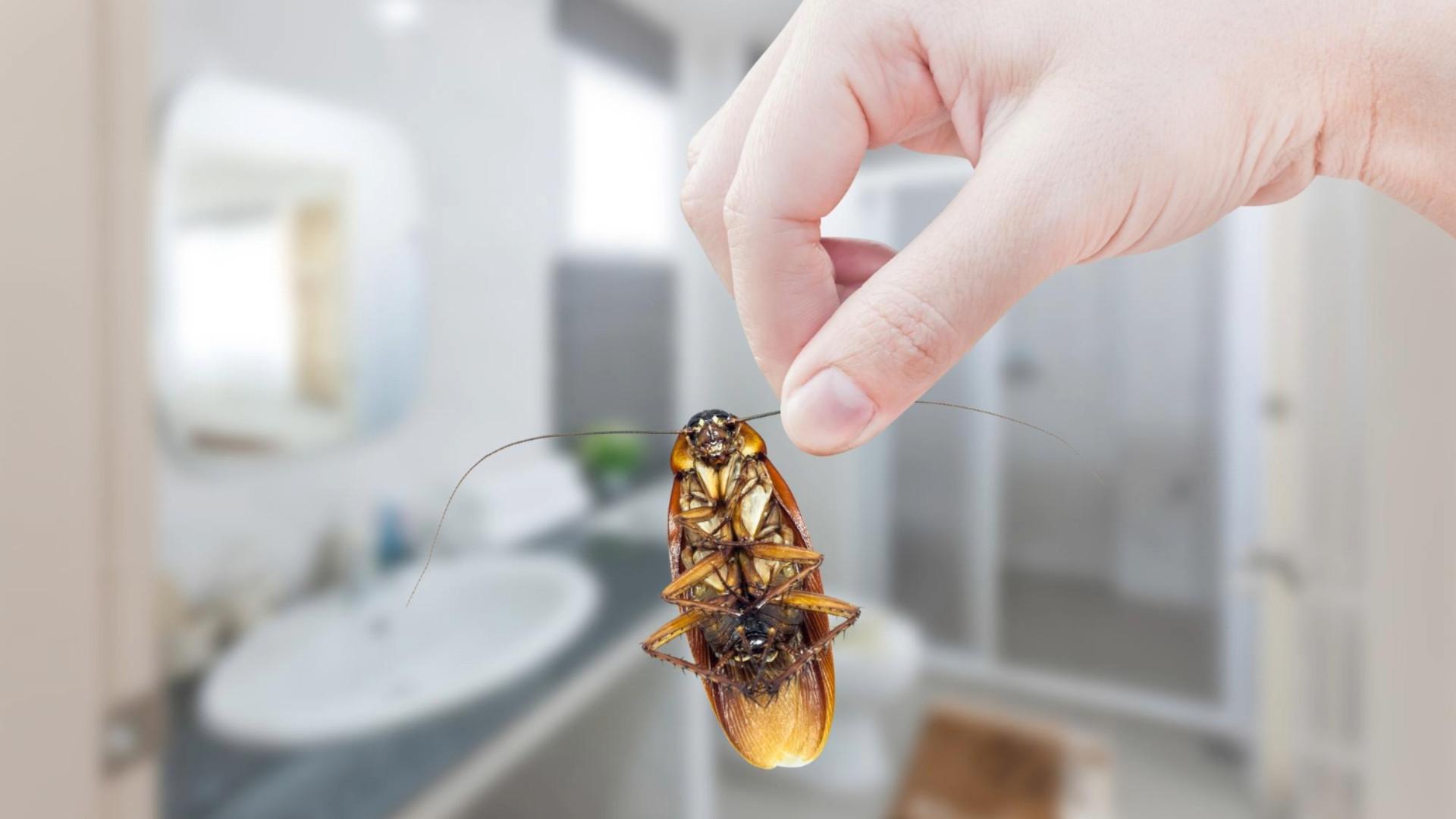 Where Do Cockroaches Come From? (And How to Stop Them)