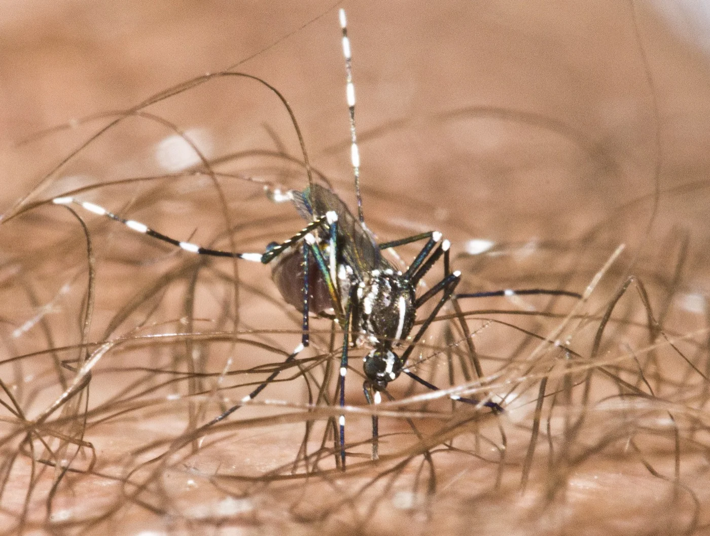 Aedes Mosquitoes