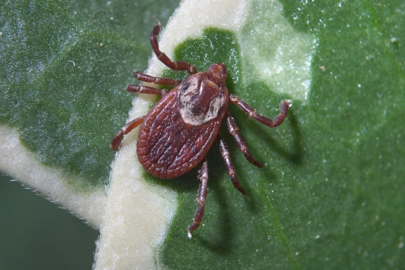 American Dog Tick