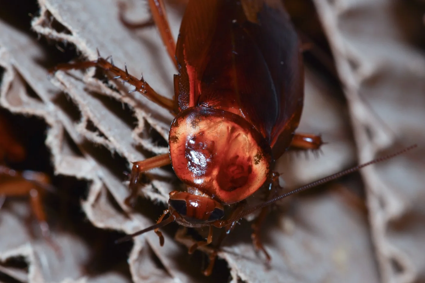 Adult American cockroach, reddish brown with a pale band around the shield behind the head