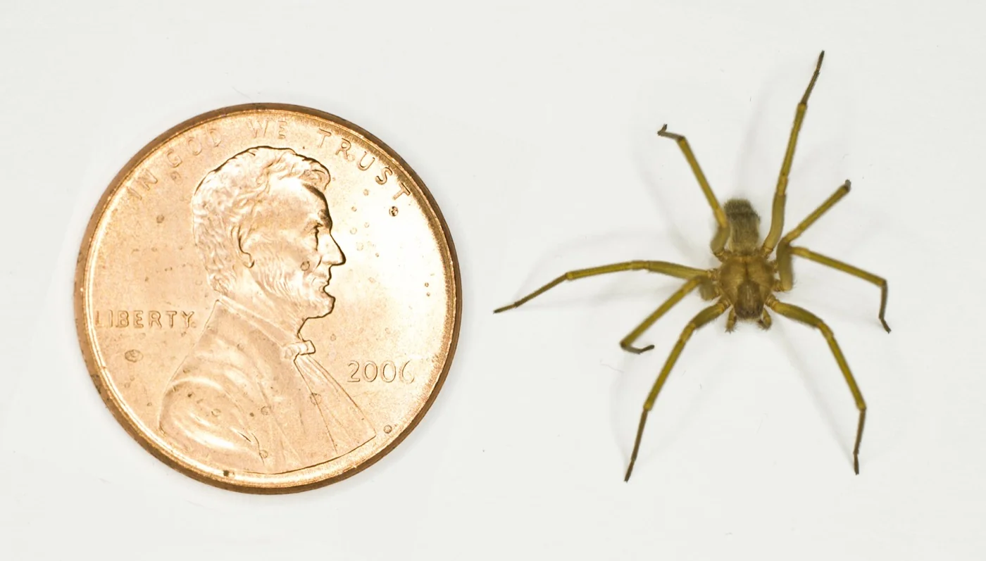 An adult brown recluse spider showing uniformly colored legs and abdomen