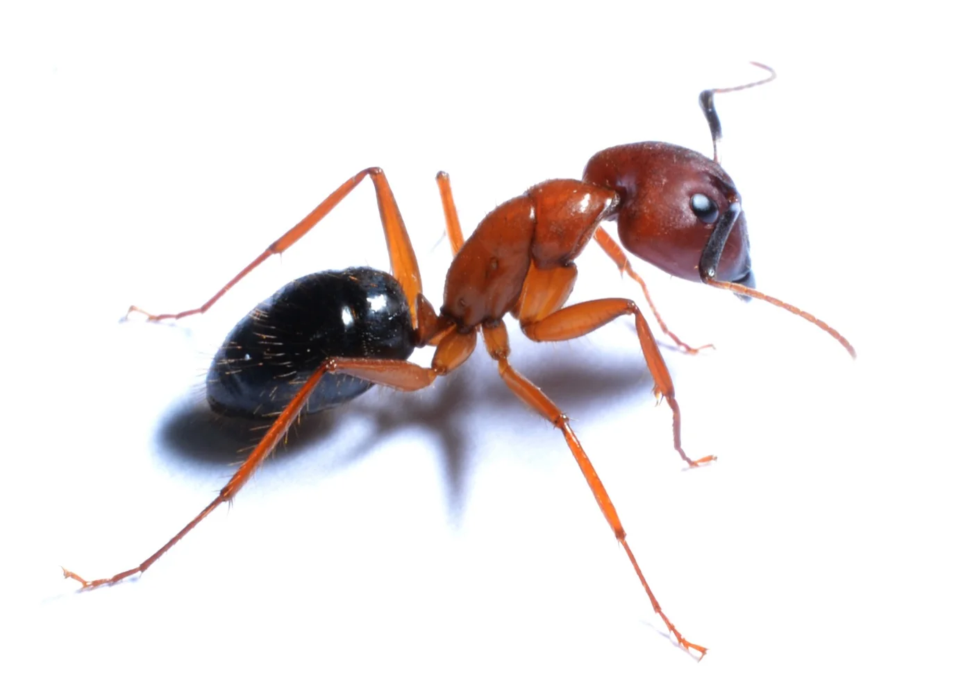 Carpenter Ants