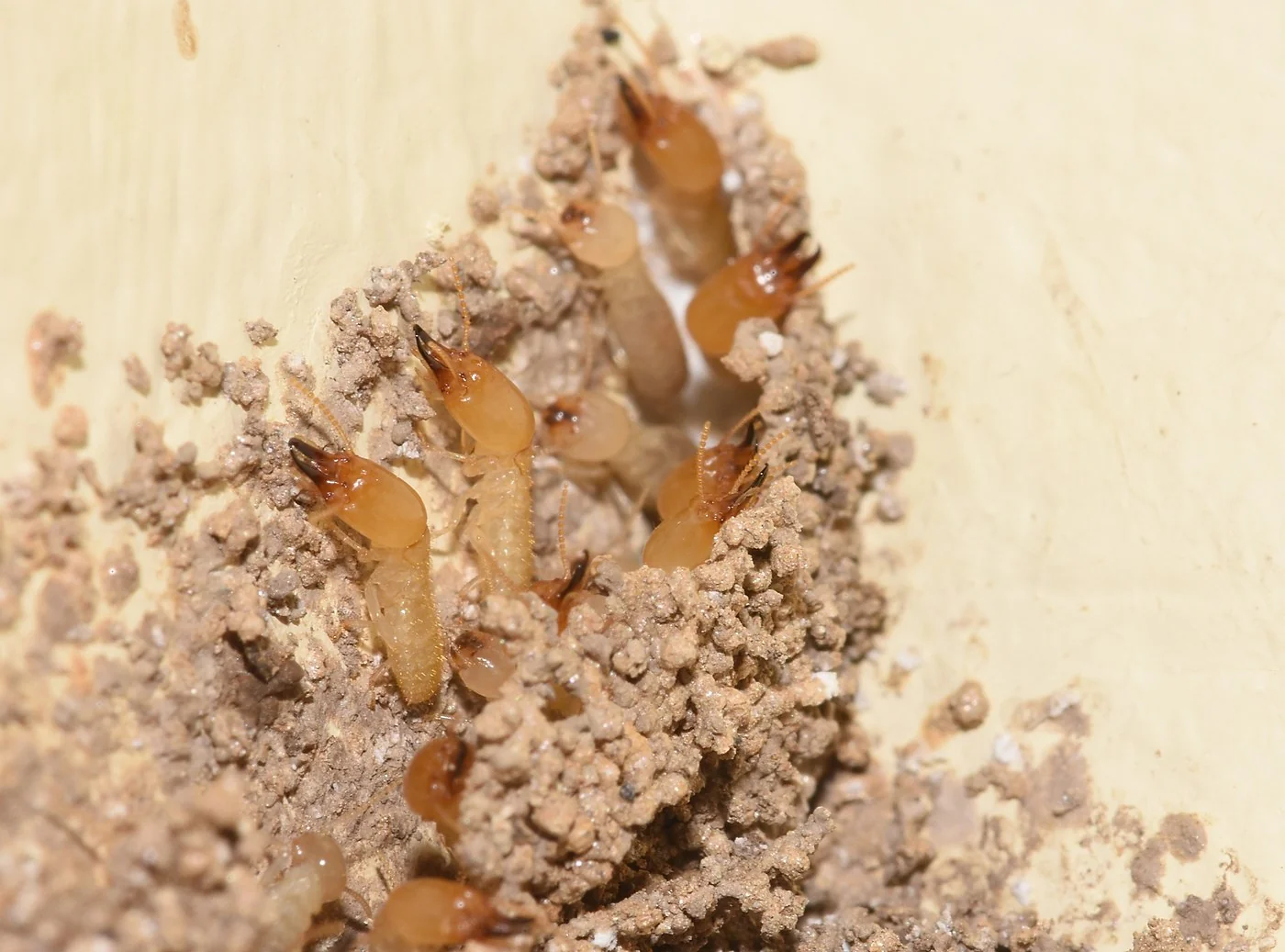 A termite soldier with an elongated yellowish head and large curved jaws among pale workers
