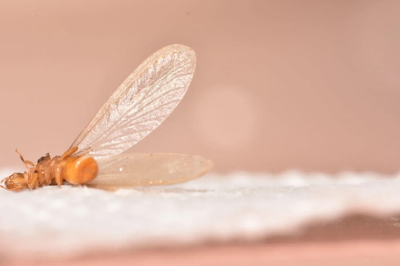 A winged Formosan termite swarmer with visibly hairy wings