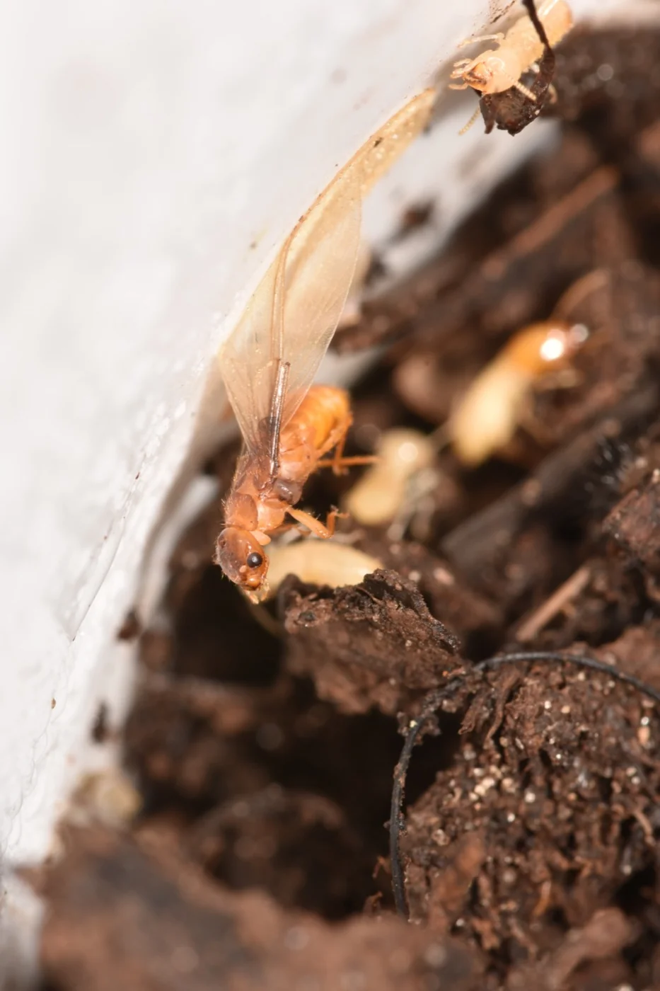 Formosan Termites