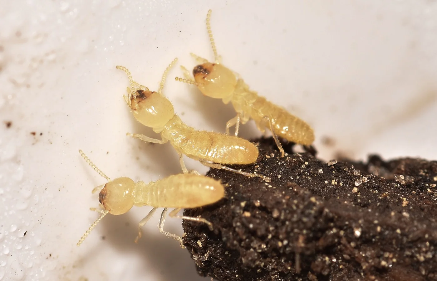 Cream colored termite workers feeding inside damaged wood
