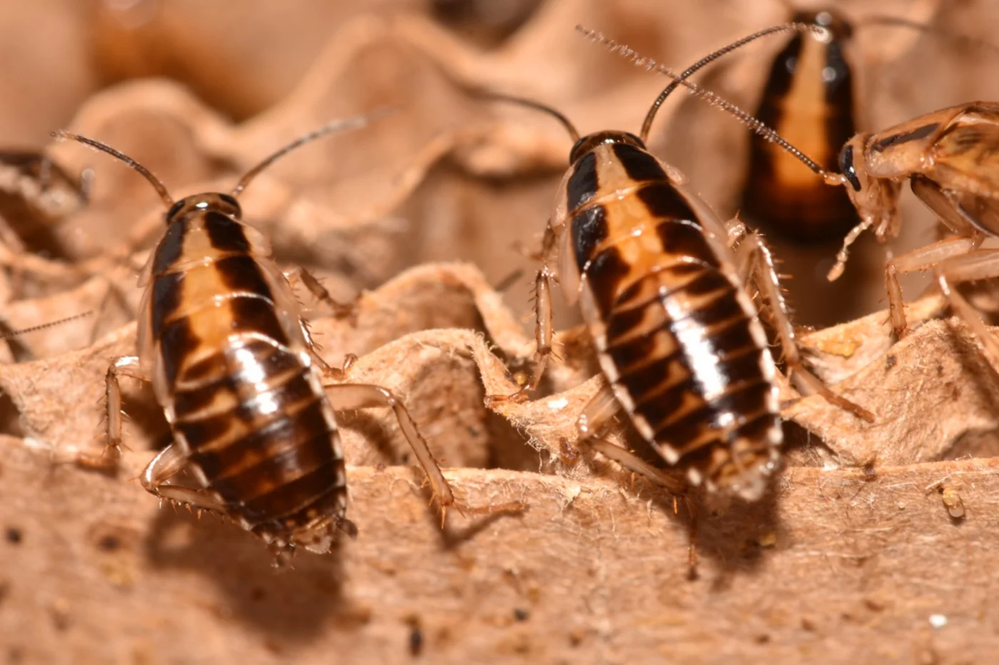 German cockroach nymph showing the tan stripe down the middle of the back