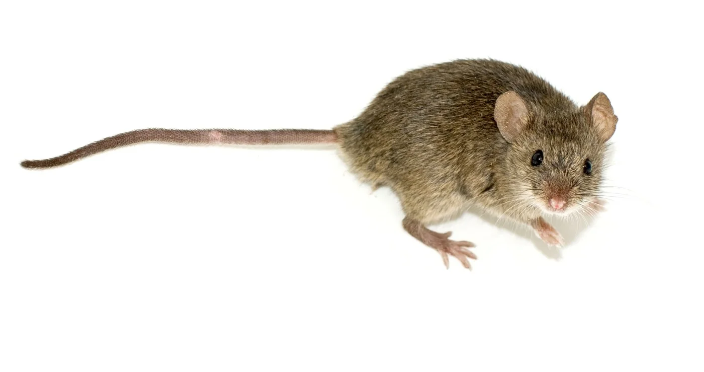 Adult house mouse showing large ears, small black eyes and a nearly hairless tail