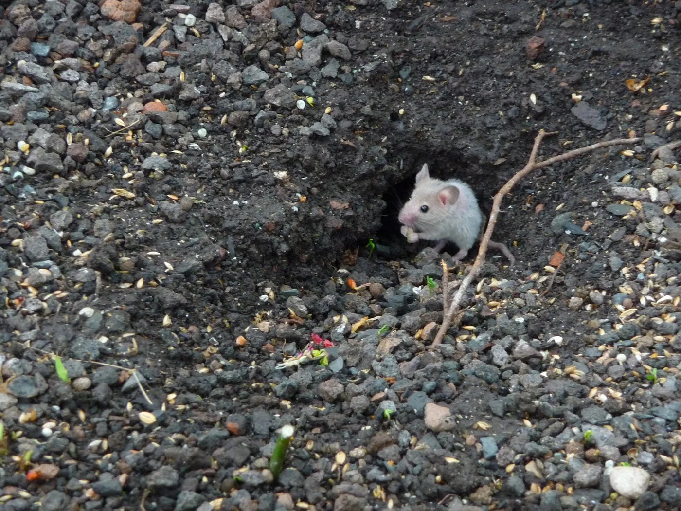 House Mouse