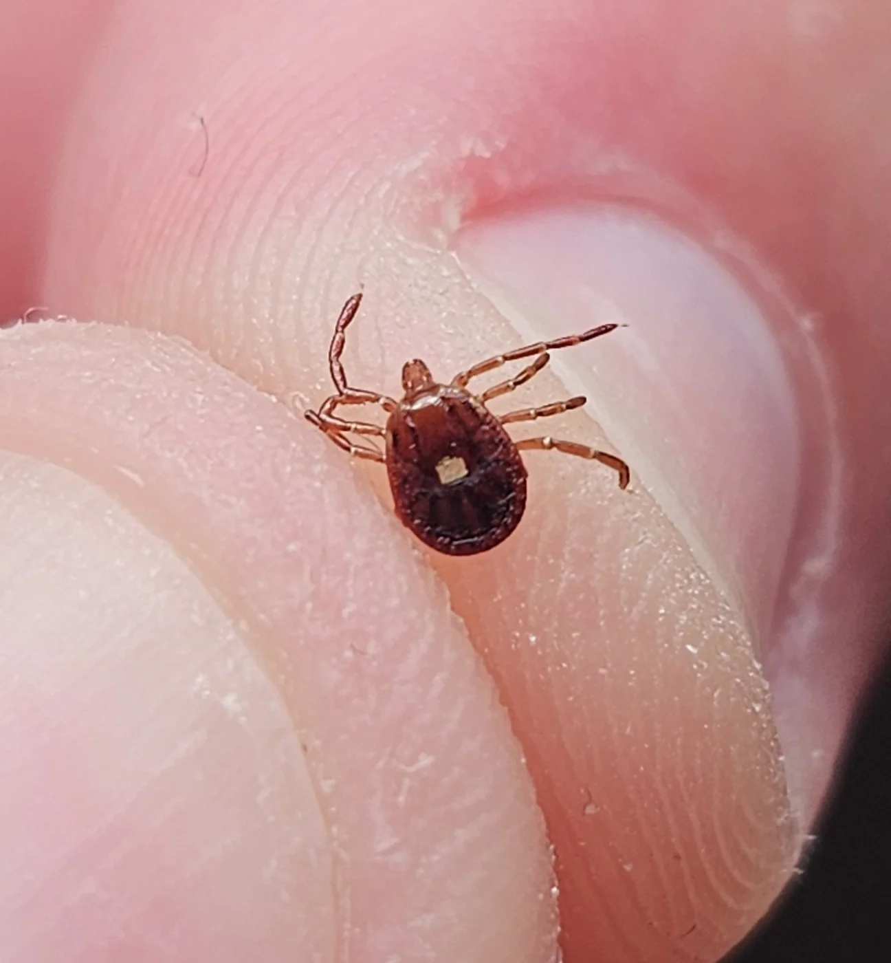 Lone Star Tick