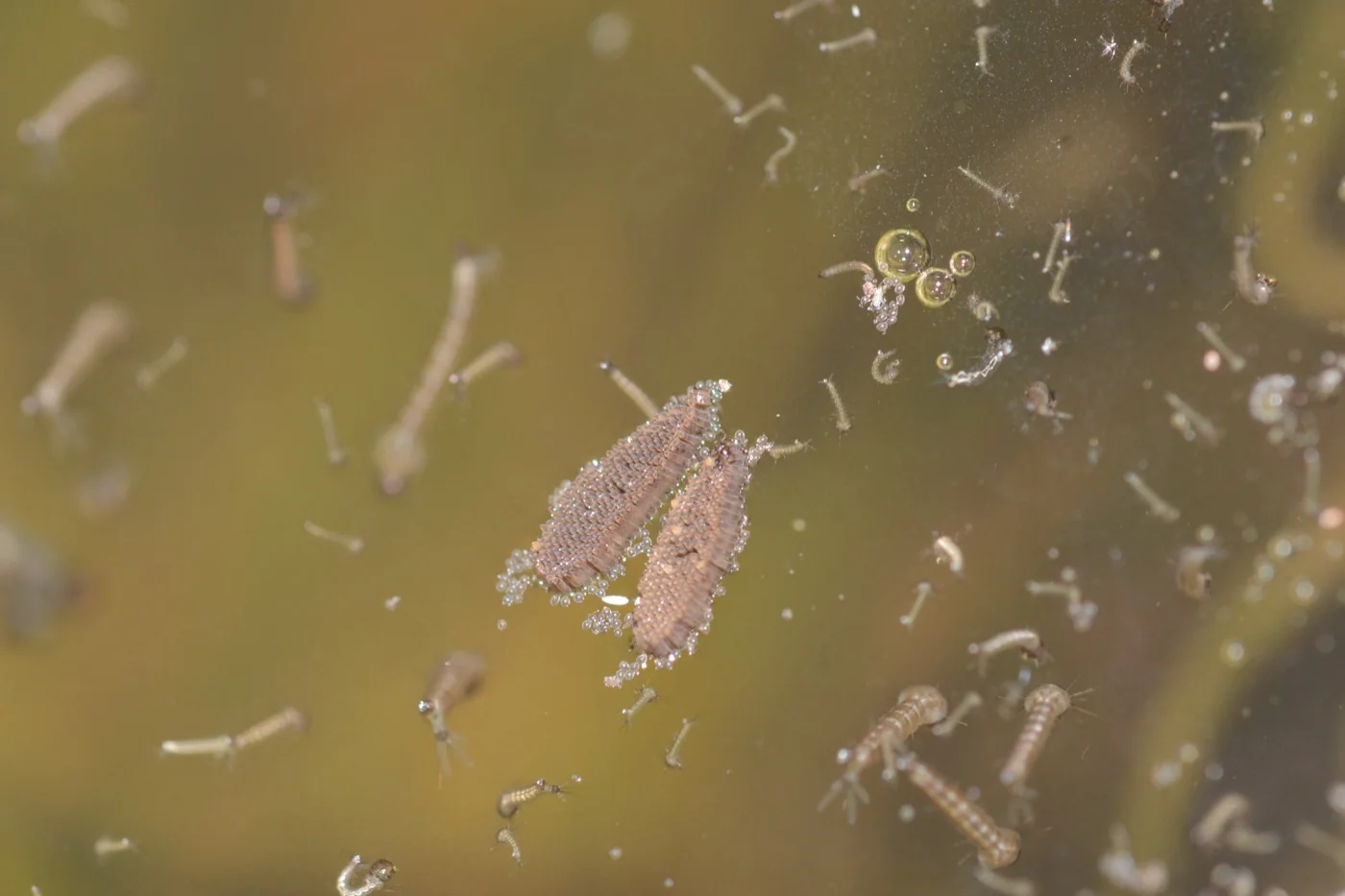 Mosquito egg raft floating on the surface of still water